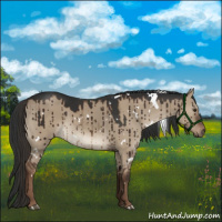 Horse Color:White Spotted Liver Red Dun Brindle 