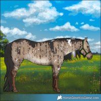 Horse Color:White Spotted Liver Red Dun Brindle 