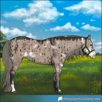 Horse Color:White Spotted Liver Red Dun Mushroom Sabino Brindle 