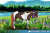 Horse Color:Painted White Spotted Liver Chestnut Tobiano 