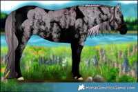 Horse Color:Void Watercolor Plaid  Chocolate Palomino Ice Onyx Sabino Tobiano 