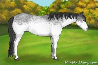 Horse Color:White Spotted Smoky Blue Roan 