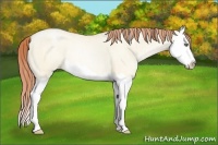 Horse Color:Classic Cream Champagne Pearl Dun Splash Rabicano 