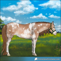 Horse Color:White Spotted Liver Chestnut Pearl Tobiano 