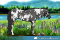 Horse Color:White Spotted Liver Chestnut Ice 