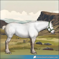 Horse Color:Gray White Spotted Chocolate Palomino Dun Rabicano 