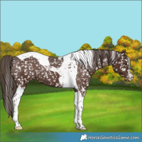 Horse Color:Liver Chestnut Tobiano Appaloosa 