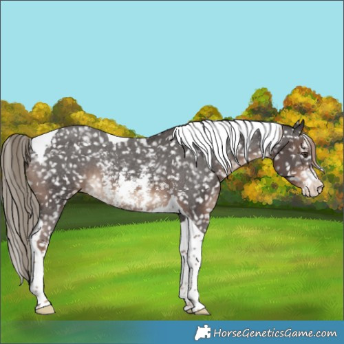 Horse Color:Liver Chestnut Sabino Tobiano Appaloosa Rabicano 