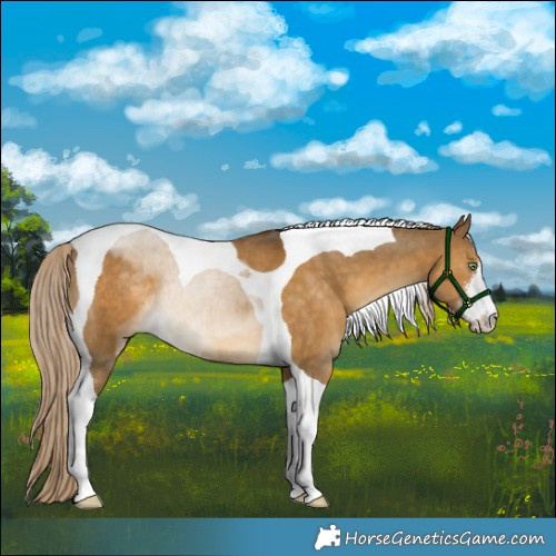 Horse Color:White Spotted Chocolate Palomino Dun Tobiano Rabicano 