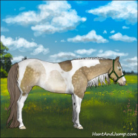 Horse Color:White Spotted Chocolate Palomino Dun Tobiano Rabicano 