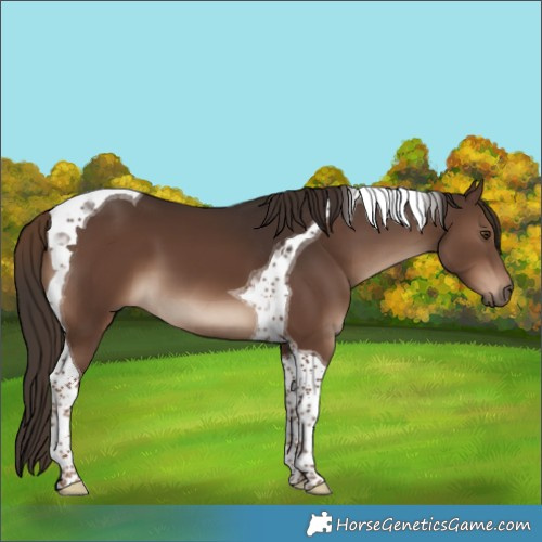 Horse Color:Liver Chestnut Tobiano 