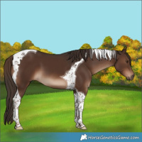 Horse Color:Liver Chestnut Tobiano