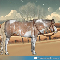 Horse Color:Chocolate Palomino Sabino Tobiano 