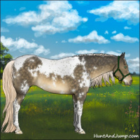Horse Color:White Spotted Chocolate Palomino Mushroom Tobiano 