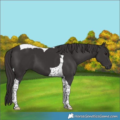 Horse Color:Smoky Black Tobiano 