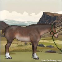 Horse Color:White Spotted Liver Red Roan Rabicano