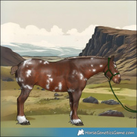 Horse Color:White Spotted Liver Chestnut Tobiano Rabicano