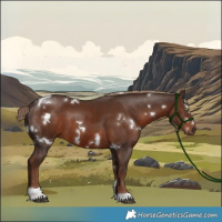 Horse Color:White Spotted Liver Chestnut Tobiano Rabicano