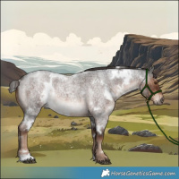 Horse Color:White Spotted Liver Red Roan 