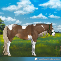Horse Color:White Spotted Chocolate Palomino Tobiano 