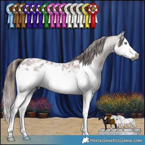 Horse Color:Gray Red Roan Splash Appaloosa 