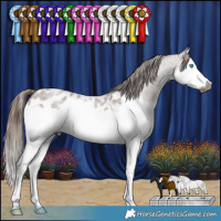 Horse Color:Gray Red Roan Splash Appaloosa