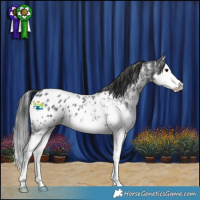Horse Color:White Spotted Black Splash Appaloosa