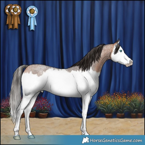 Horse Color:Bay Roan Splash Rabicano 