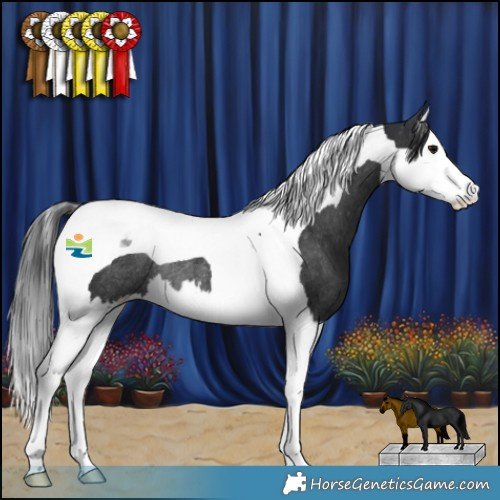 Horse Color:Black Splash Tobiano Appaloosa Rabicano 