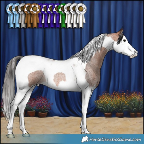 Horse Color:Bay Roan Splash Tobiano Rabicano 