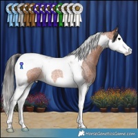 Horse Color:Bay Roan Splash Tobiano Rabicano