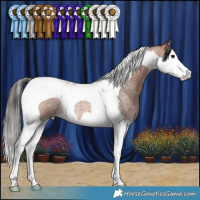 Horse Color:Bay Roan Splash Tobiano Rabicano