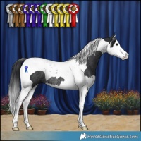 Horse Color:Black Splash Tobiano Rabicano