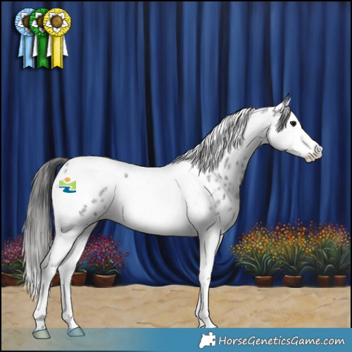 Horse Color:Blue Roan Splash Tobiano Appaloosa Rabicano 