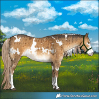 Horse Color:White Spotted Chocolate Palomino Dun Sabino Brindle 