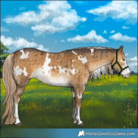 Horse Color:White Spotted Chocolate Palomino Dun Sabino Brindle