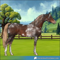 Horse Color:White Spotted Liver Chestnut Tobiano 