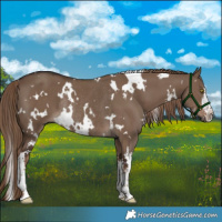 Horse Color:White Spotted Liver Red Dun Rabicano 