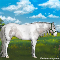 Horse Color:White Spotted Liver Chestnut Mushroom Tobiano 