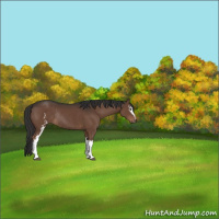 Horse Color:White Spotted Liver Chestnut Rabicano