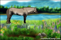 Horse Color:Void White Spotted Liver Red Dun Rabicano 