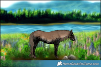 Horse Color:Void White Spotted Liver Red Dun Rabicano 