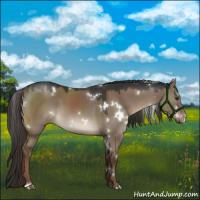 Horse Color:White Spotted Liver Red Dun 