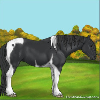 Horse Color:Black Tobiano 