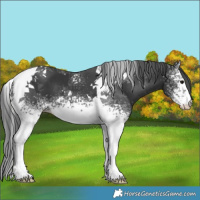 Horse Color:White Spotted Black Tobiano 