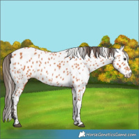 Horse Color:Bay Leopard 