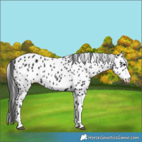 Horse Color:Black Appaloosa 