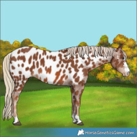 Horse Color:Chestnut Appaloosa 