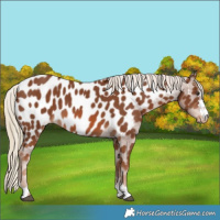 Horse Color:Chestnut Near Leopard 