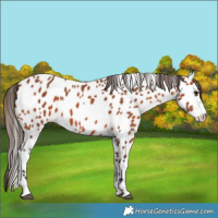 Horse Color:Bay Appaloosa 